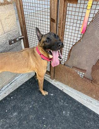 Zino, a Adopted Belgian Shepherd / Malinois in Elk Grove, CA image 2/2