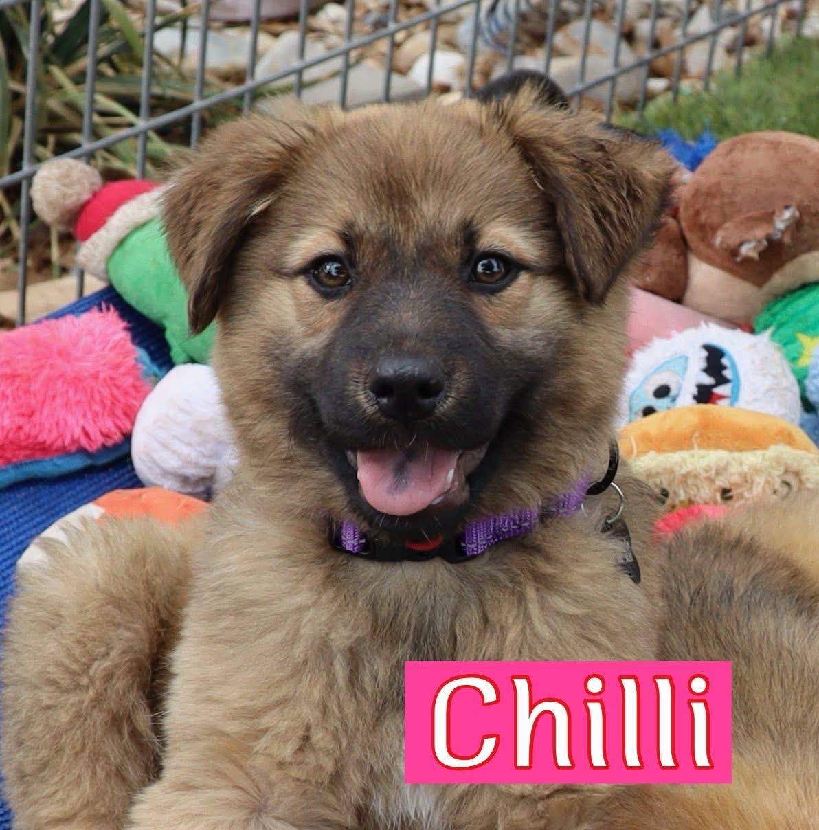 Chilli, adopted, Puppy Female Australian Shepherd.