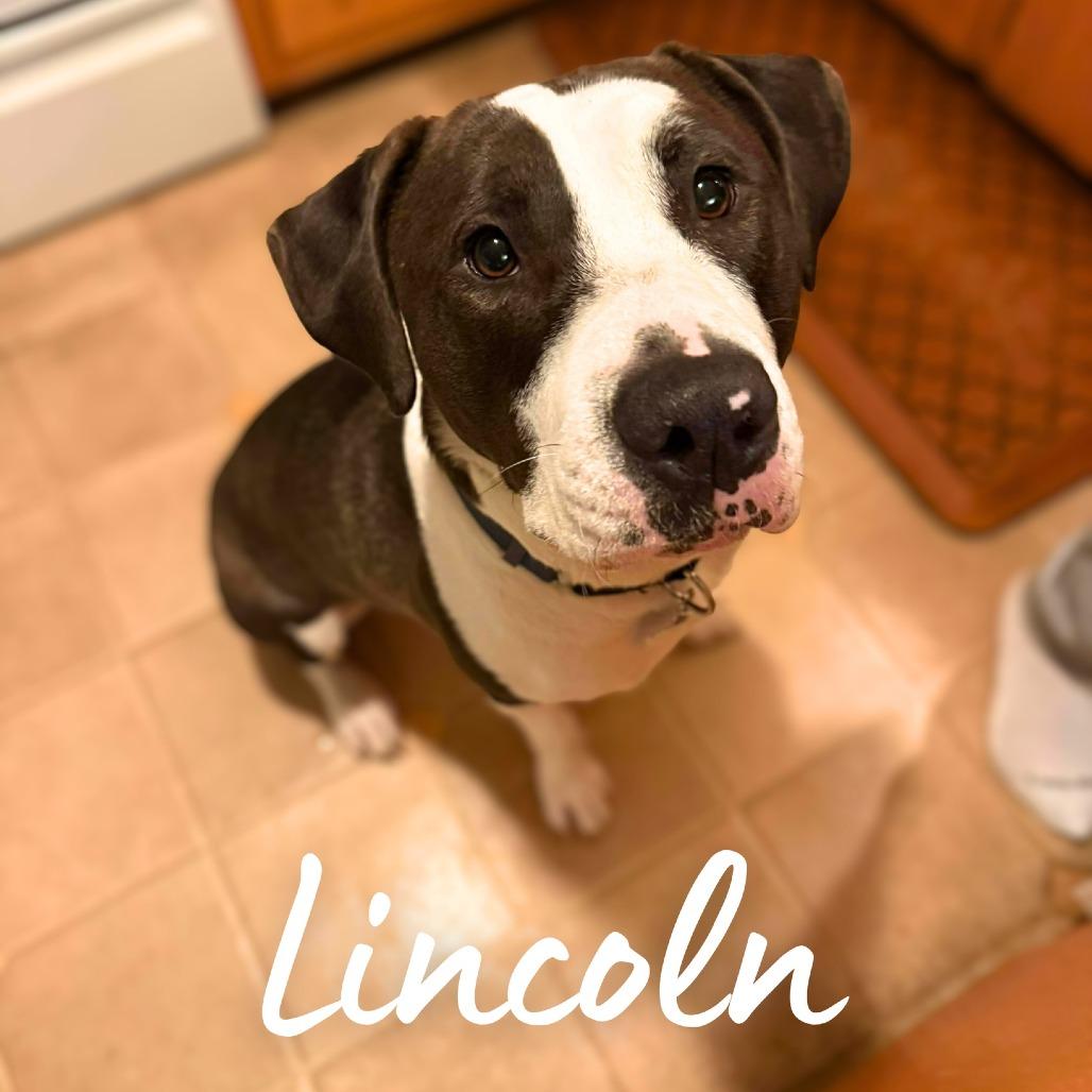 Lincoln, Adoptable, Adult Male Mixed Breed.