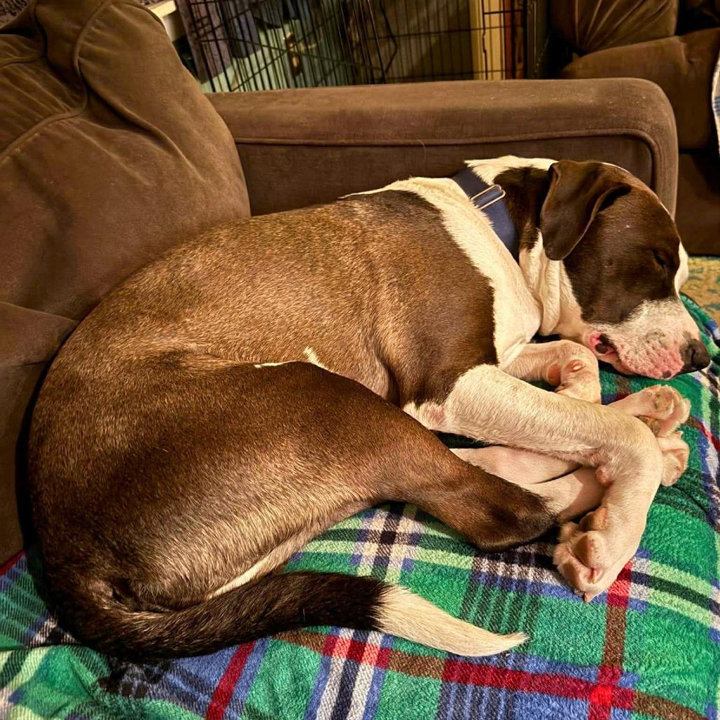 Lincoln, Adoptable, Adult Male Mixed Breed.