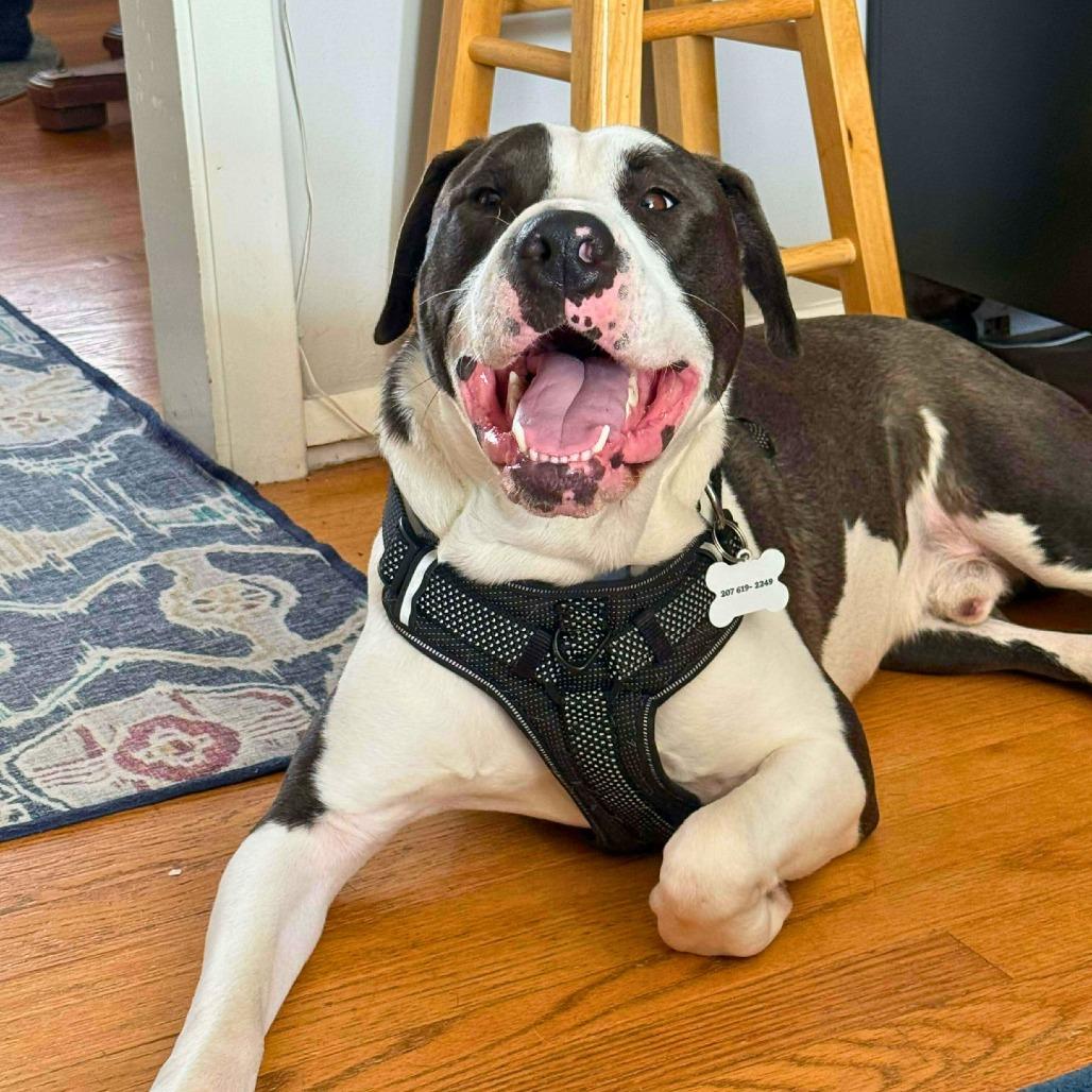 Lincoln, Adoptable, Adult Male Mixed Breed.