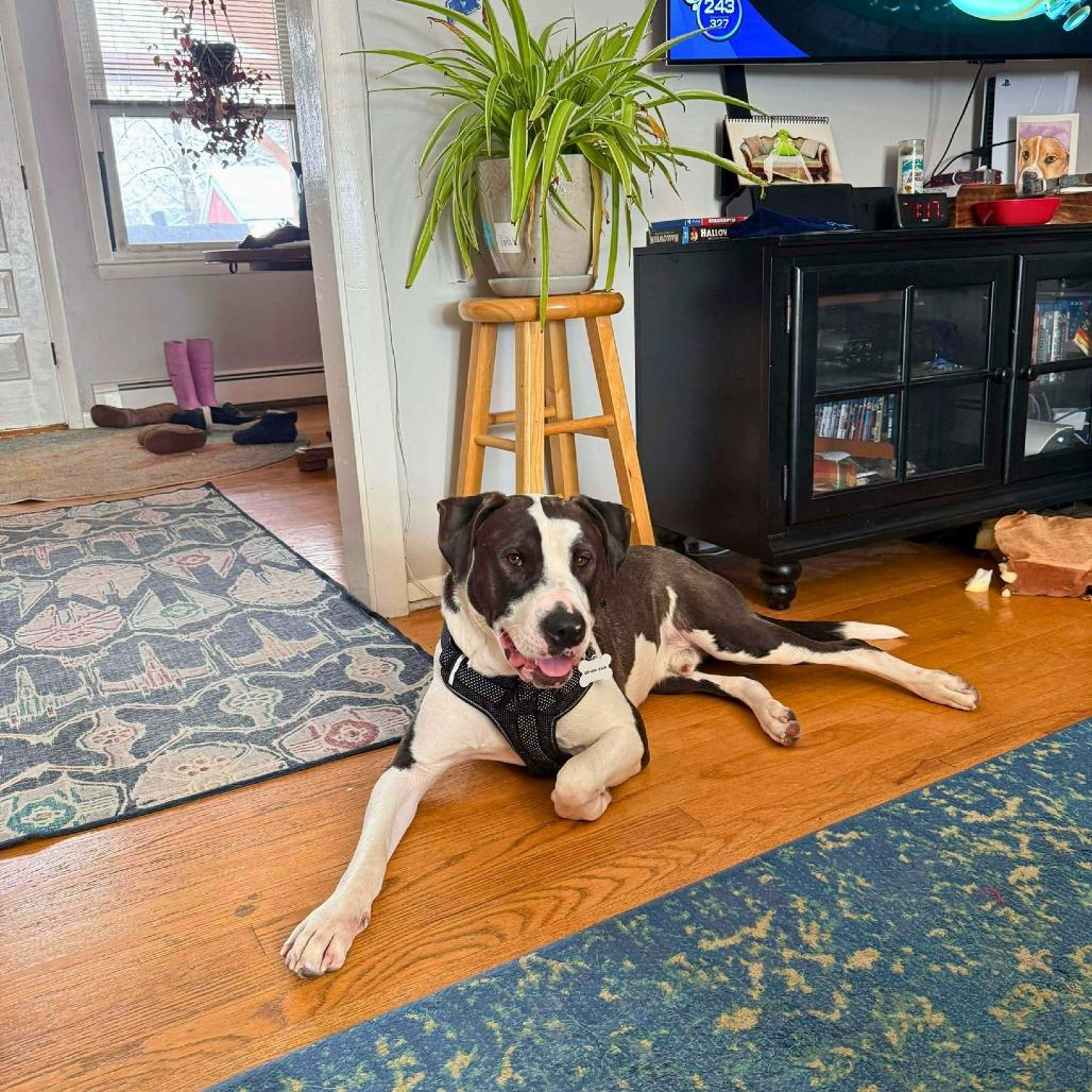 Enlarge Lincoln, a Adoptable Mixed Breed in South Portland, ME image 2/5