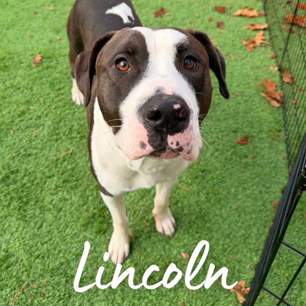 Lincoln, Adoptable, Adult Male Mixed Breed.