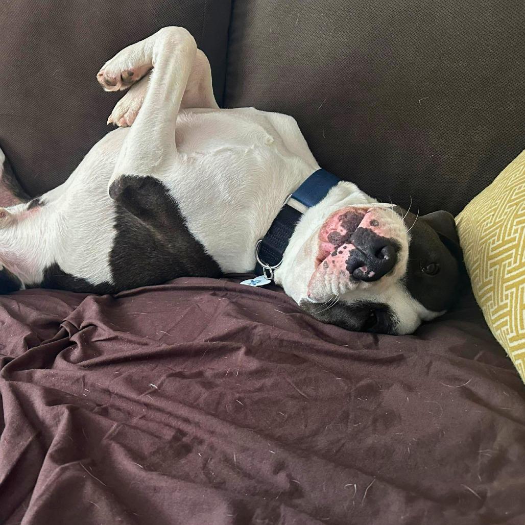 Enlarge Lincoln, a Adoptable Mixed Breed in South Portland, ME image 2/4