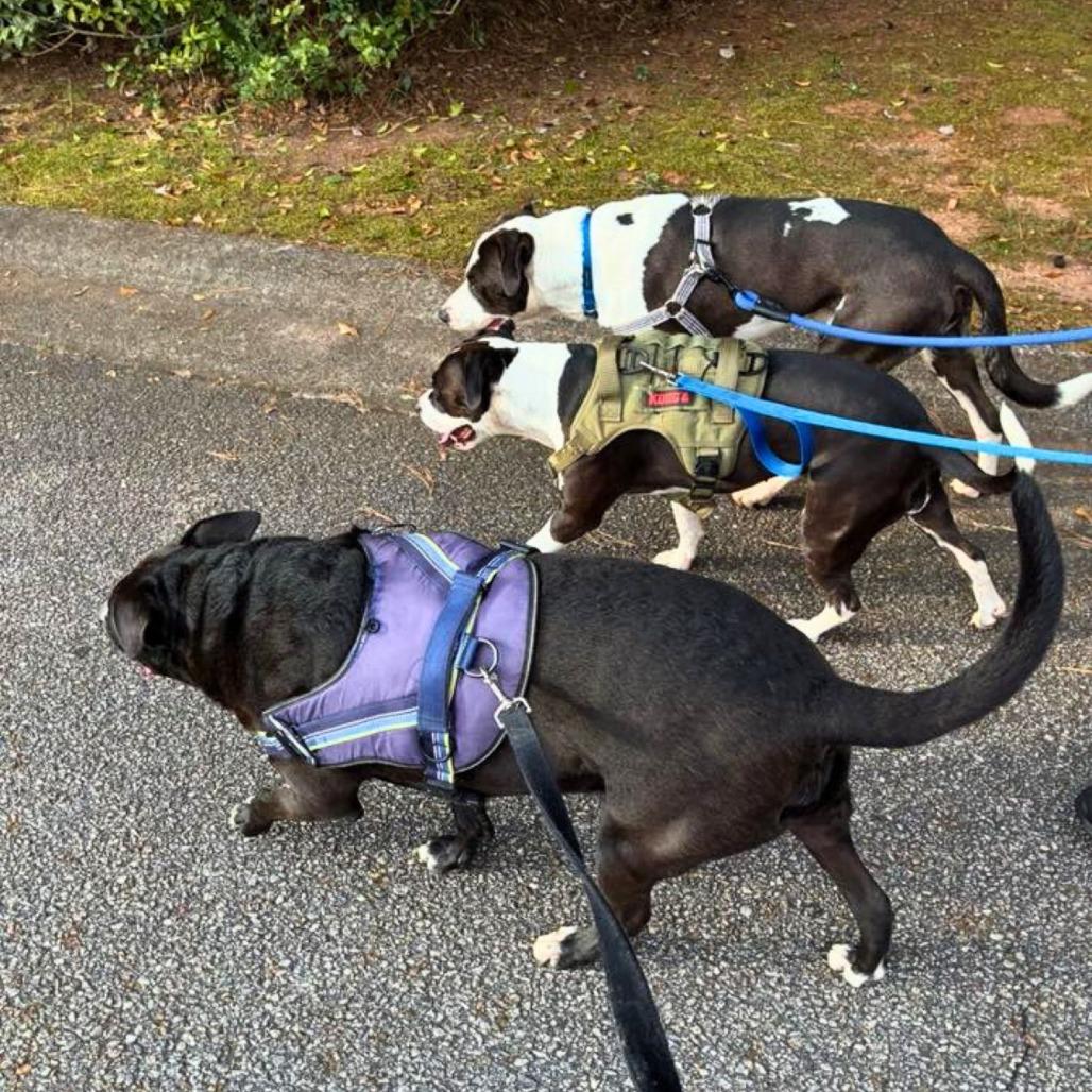 Enlarge Lincoln, a Adoptable Mixed Breed in South Portland, ME image 3/5