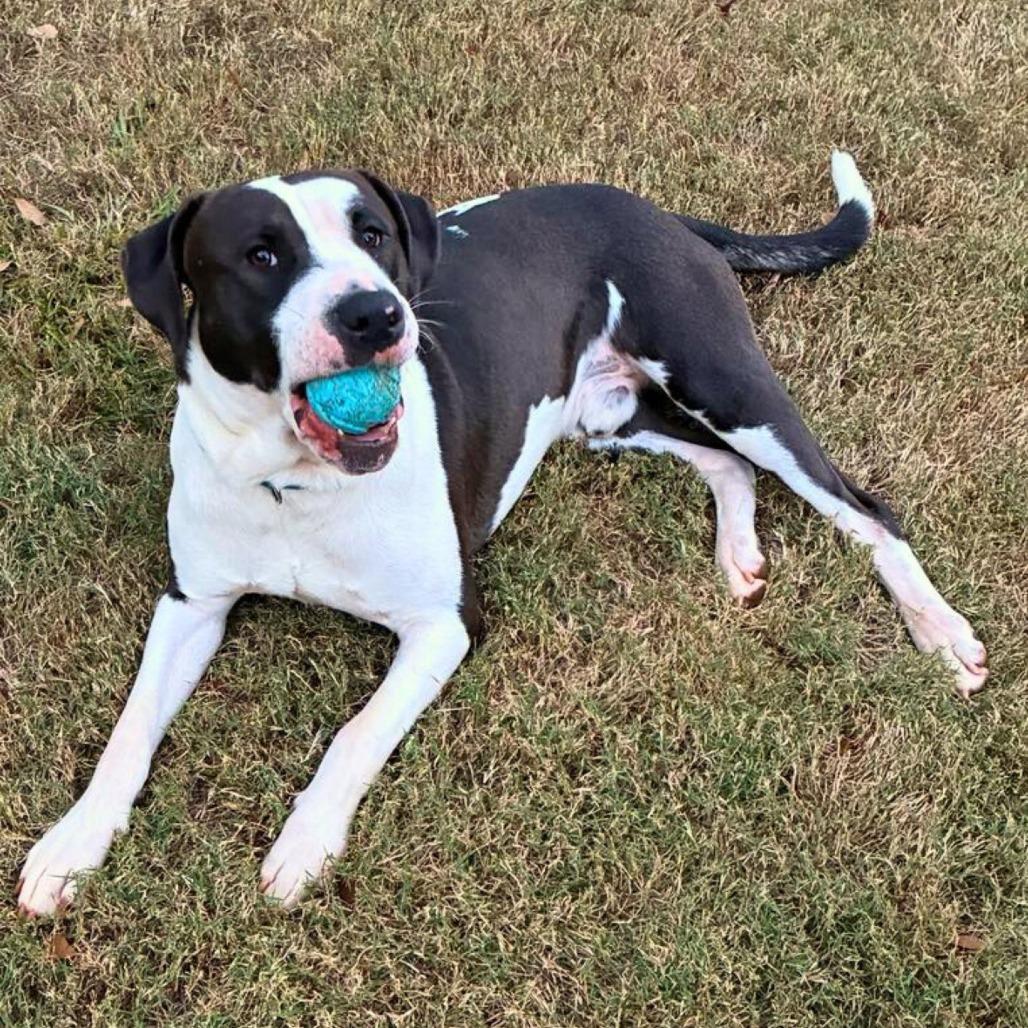 Lincoln, a Adoptable Mixed Breed image 3/5