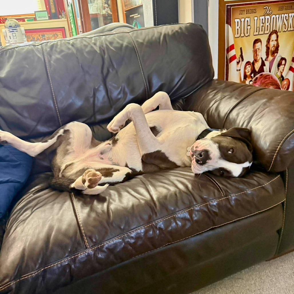 Enlarge Lincoln, a Adoptable Mixed Breed in South Portland, ME image 3/5