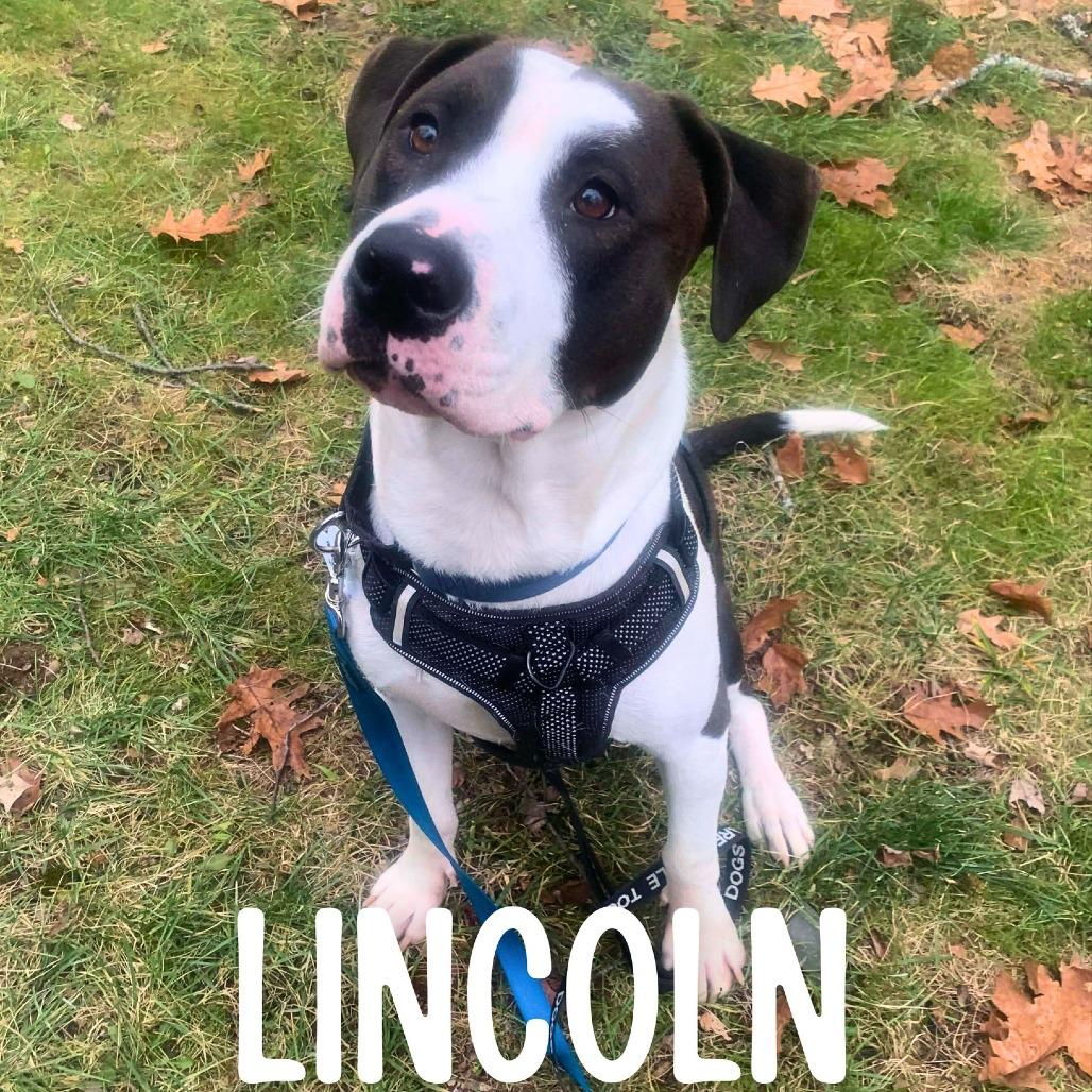 Lincoln, a Adoptable Mixed Breed image 4/5