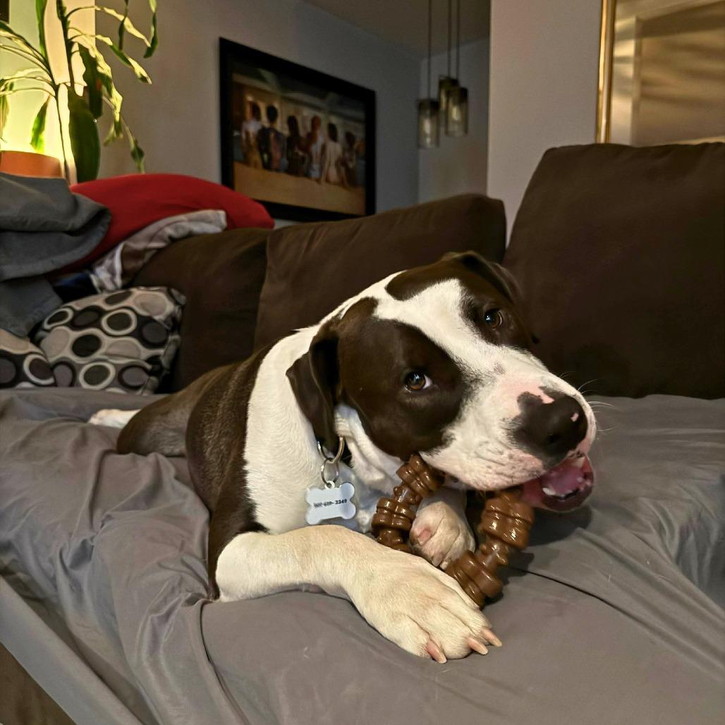 Enlarge Lincoln, a Adoptable Mixed Breed in South Portland, ME image 4/5