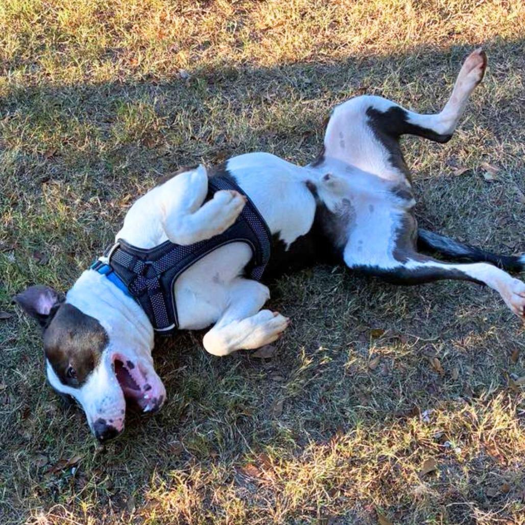 Lincoln, a Adoptable Mixed Breed image 5/5