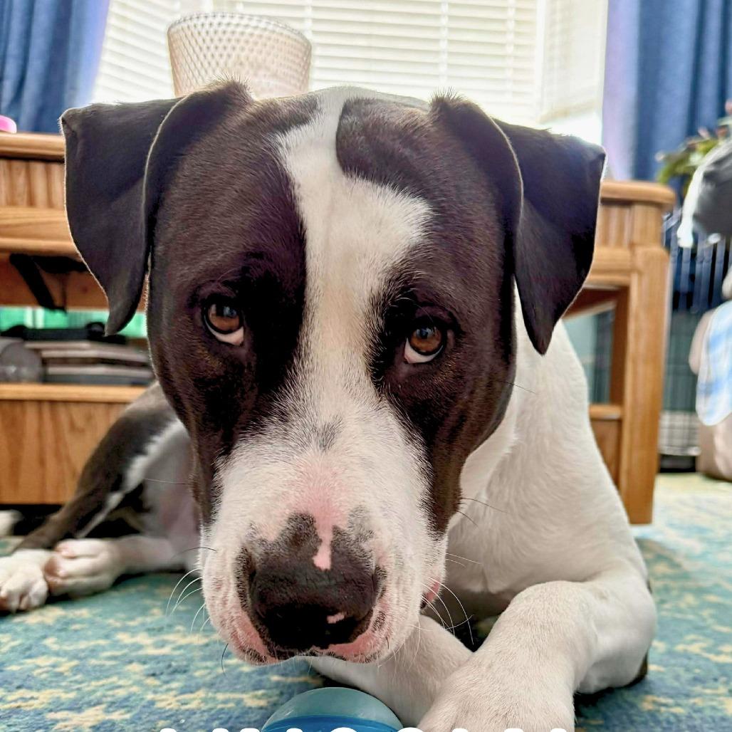 Enlarge Lincoln, a Adoptable Mixed Breed in South Portland, ME image 5/5