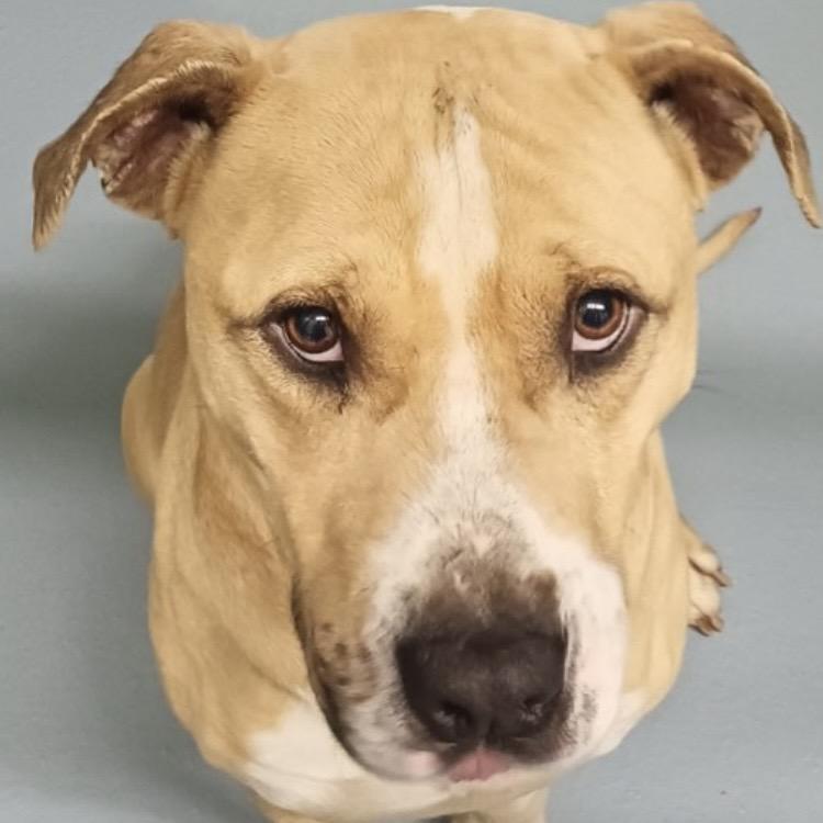 Enlarge MARCUS, a Adoptable mixed breed in QUINCY, FL image 1/1