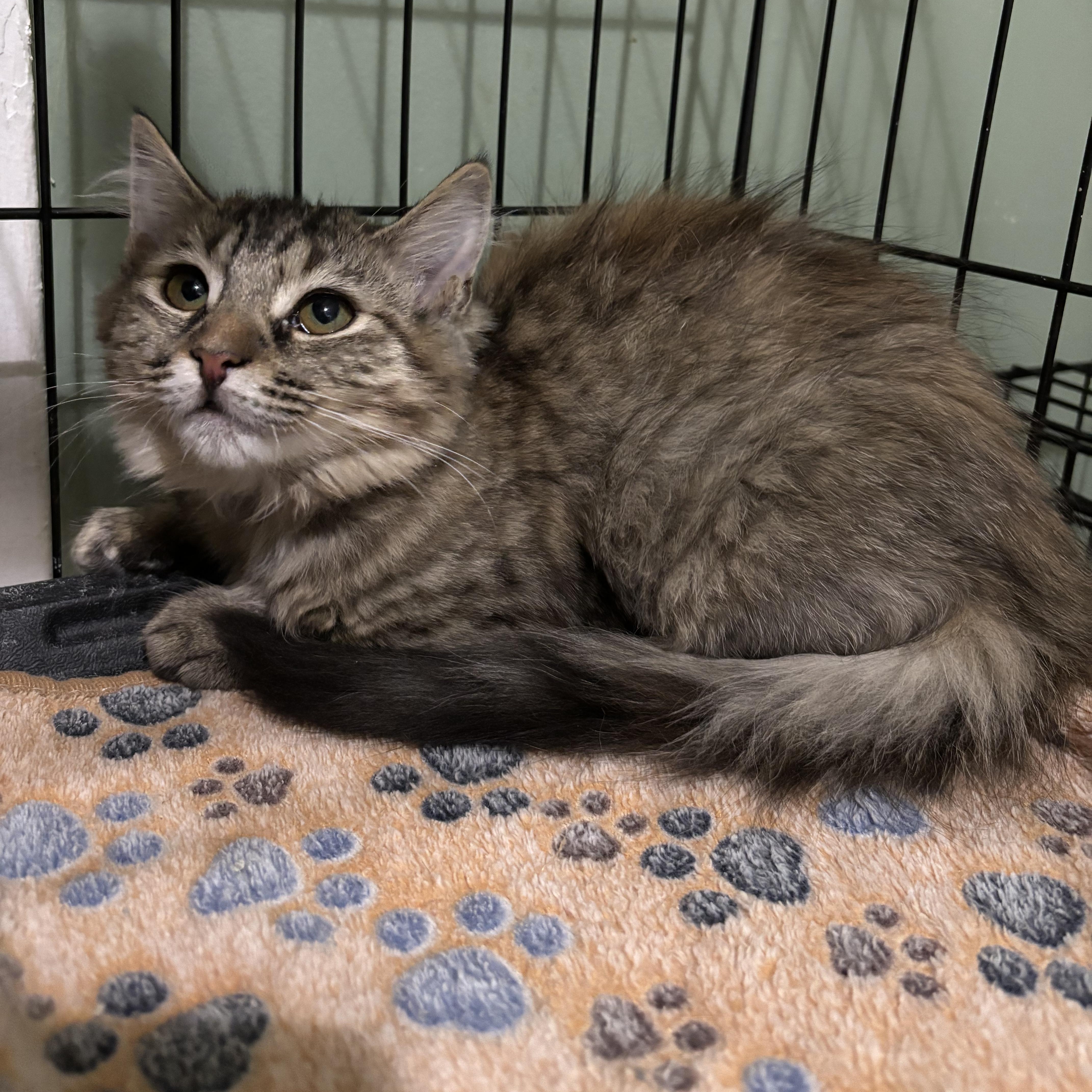 Serrano, Adoptable, Kitten Female Domestic Medium Hair.