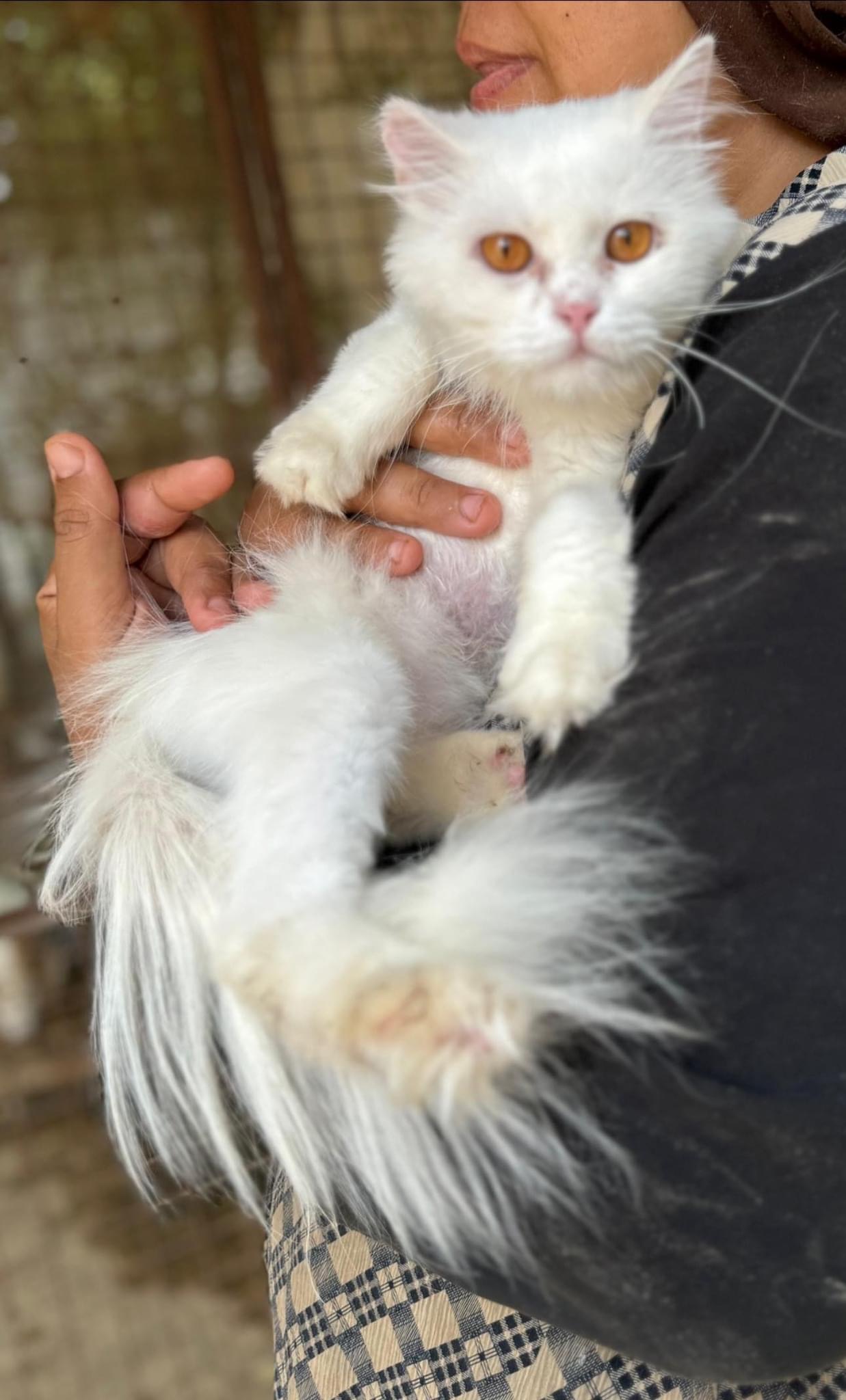 Mayonaise-10 m Deaf, Young Female unknown