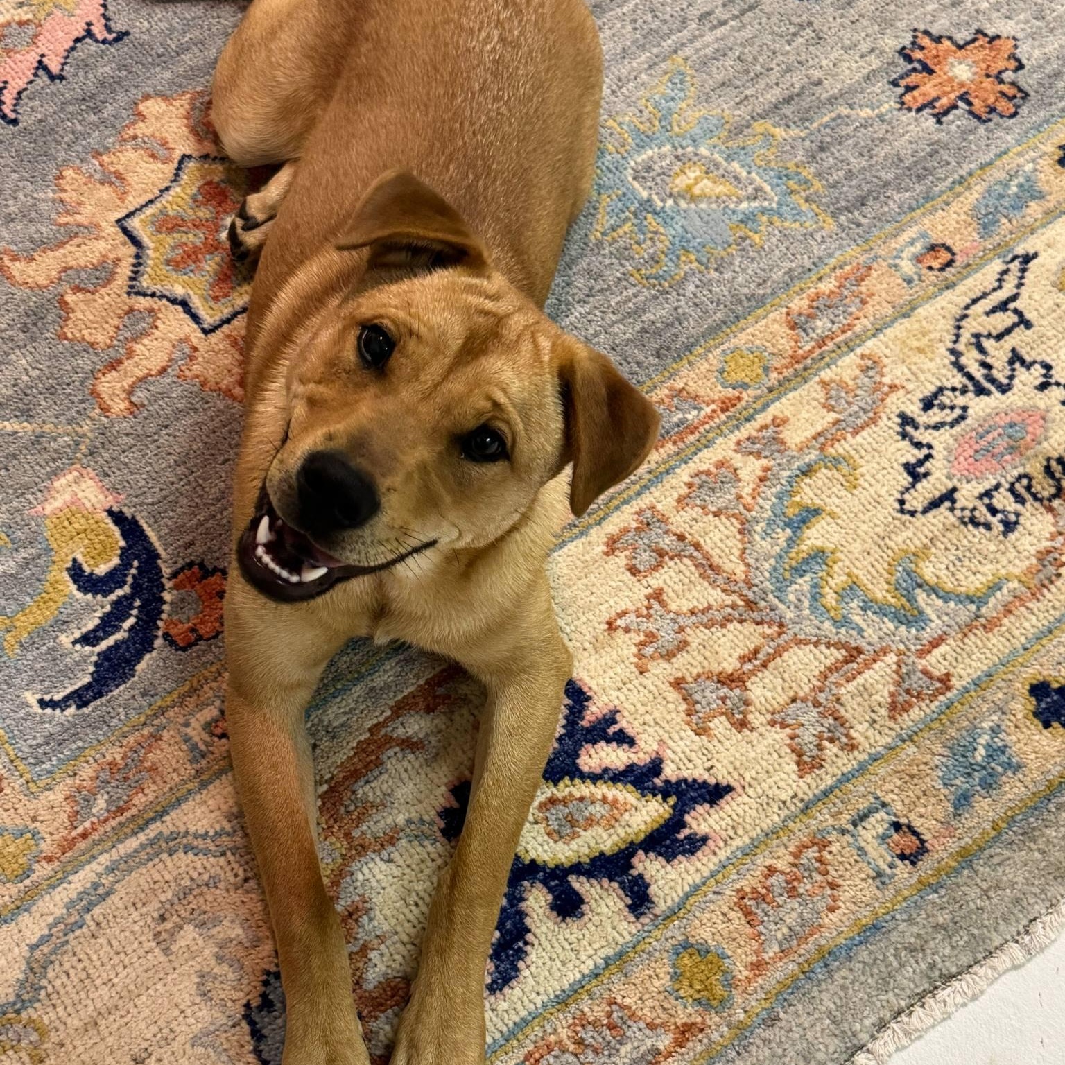 Frankie, a Adoptable mixed breed in Oklahoma City, OK image 1/6