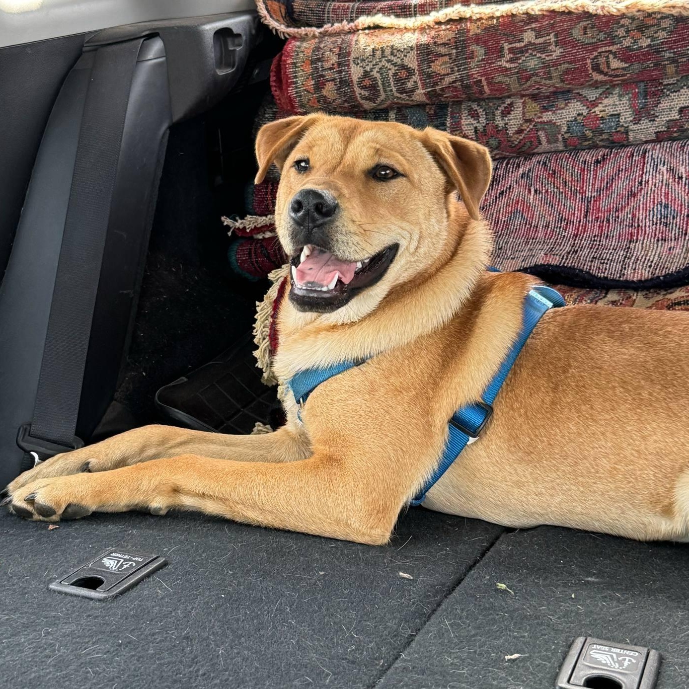 Frankie, a Adoptable mixed breed in Oklahoma City, OK image 4/6