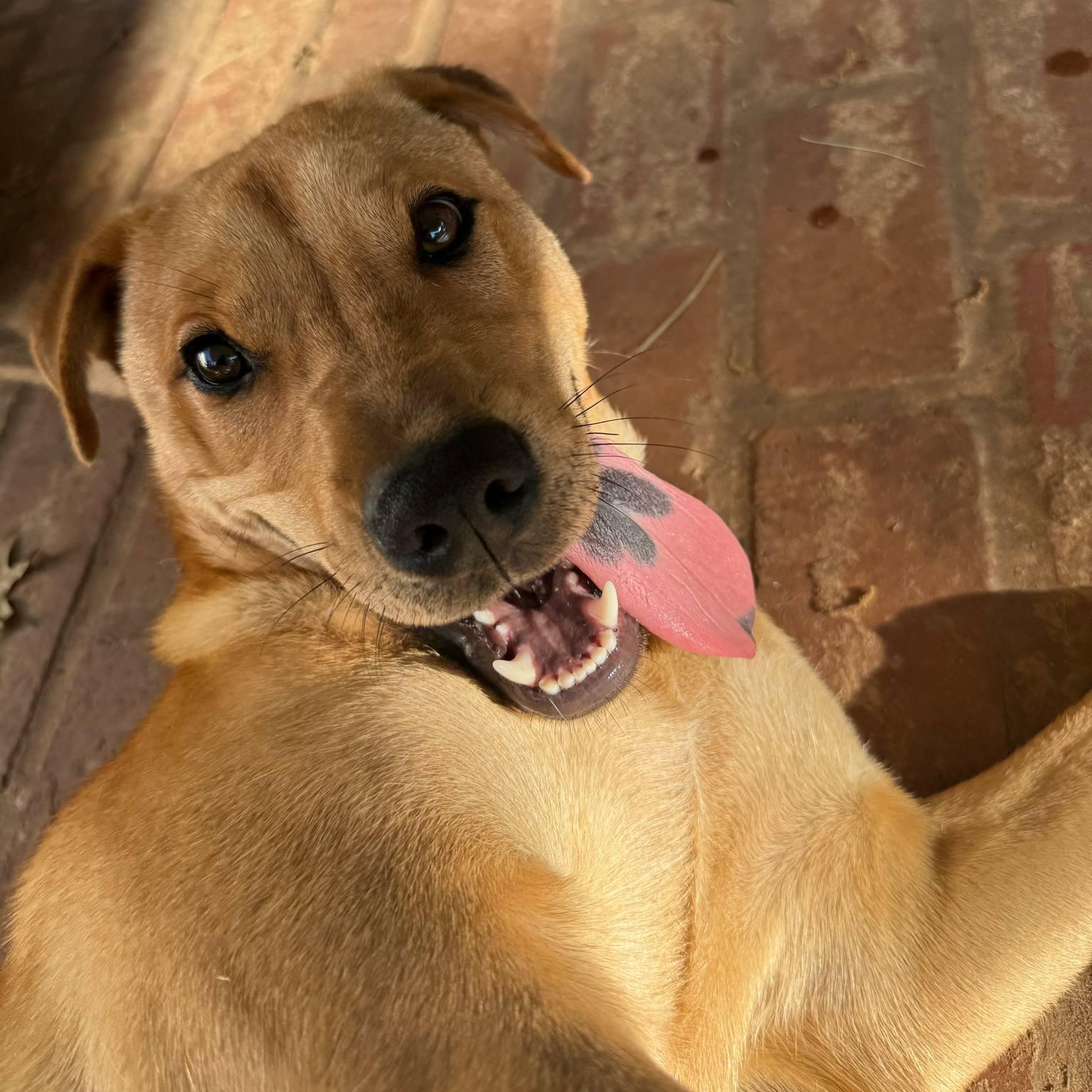 Frankie, a Adoptable mixed breed in Oklahoma City, OK image 2/6