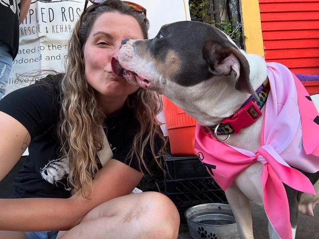 Enlarge Thea, a Adoptable mixed breed in New Orleans, LA image 4/6