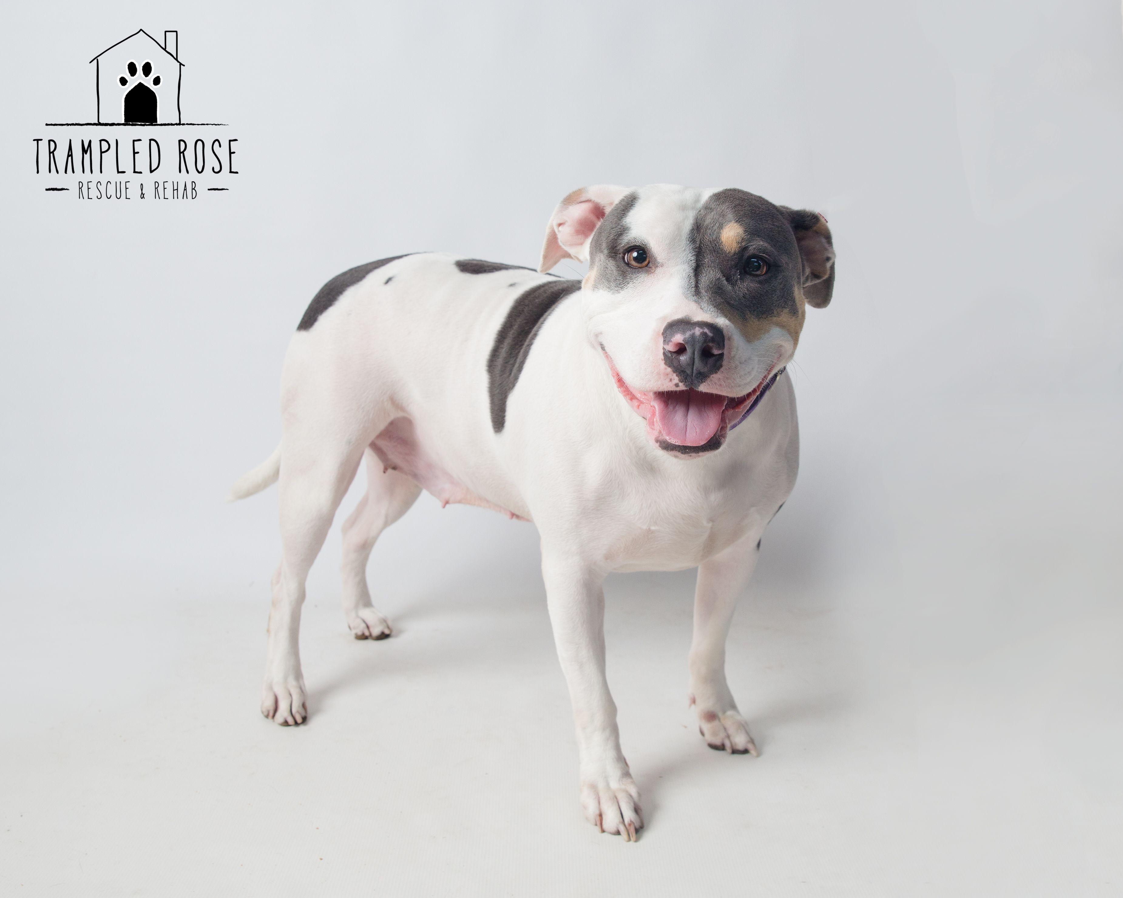 Thea, Adoptable, Adult Female American Staffordshire Terrier.