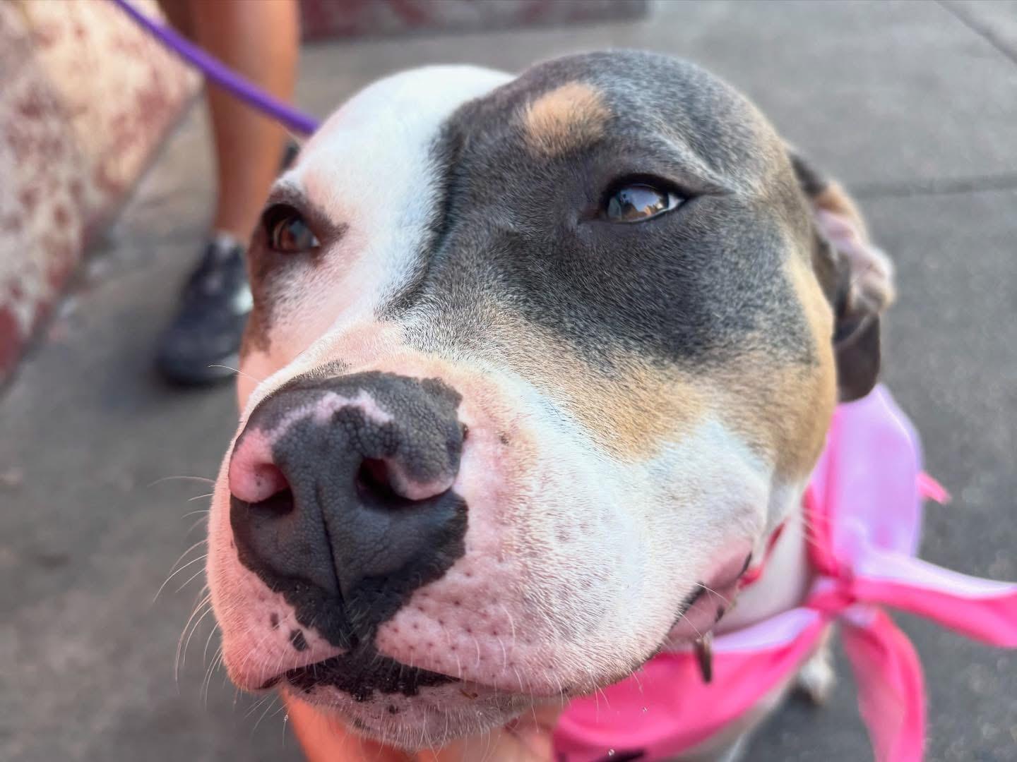 Enlarge Thea, a Adoptable mixed breed in New Orleans, LA image 5/6