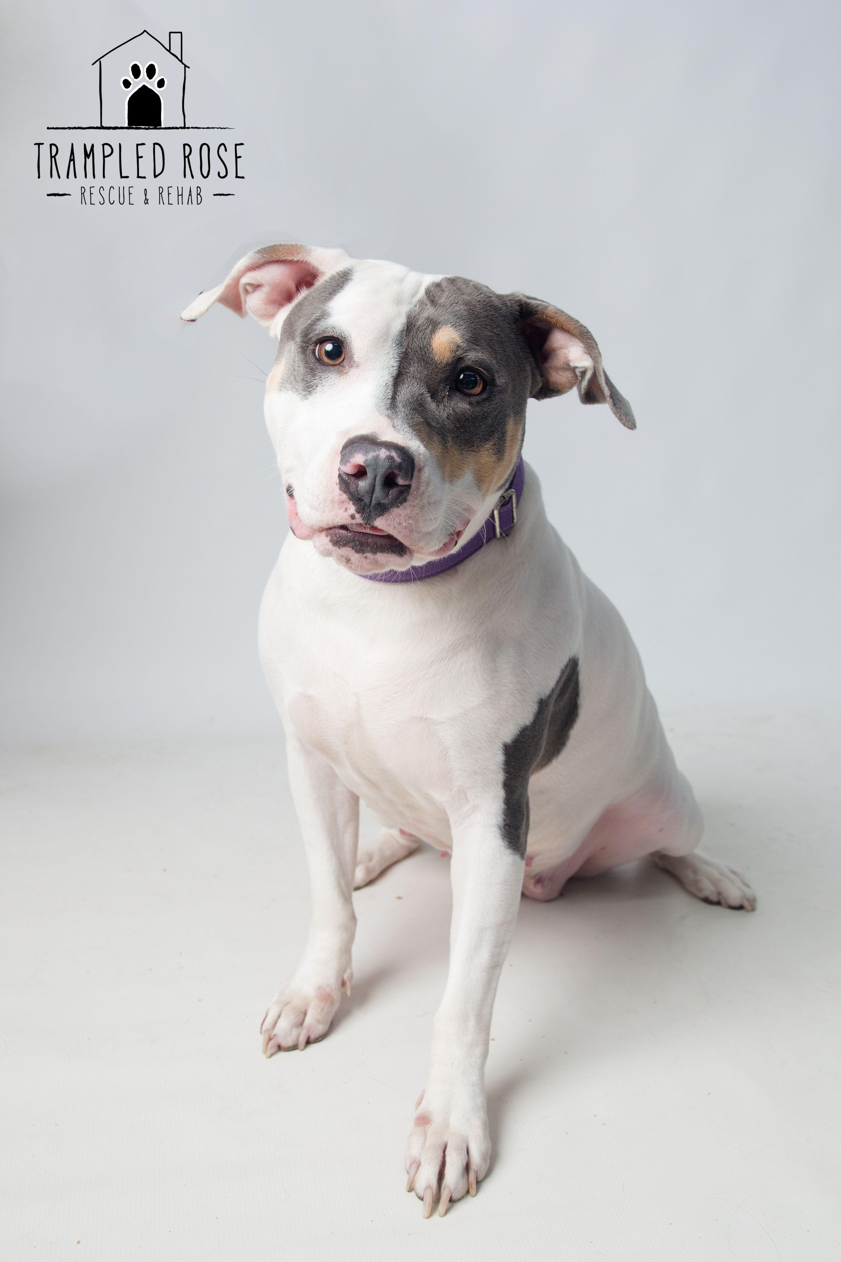 Enlarge Thea, a Adoptable mixed breed in New Orleans, LA image 1/6