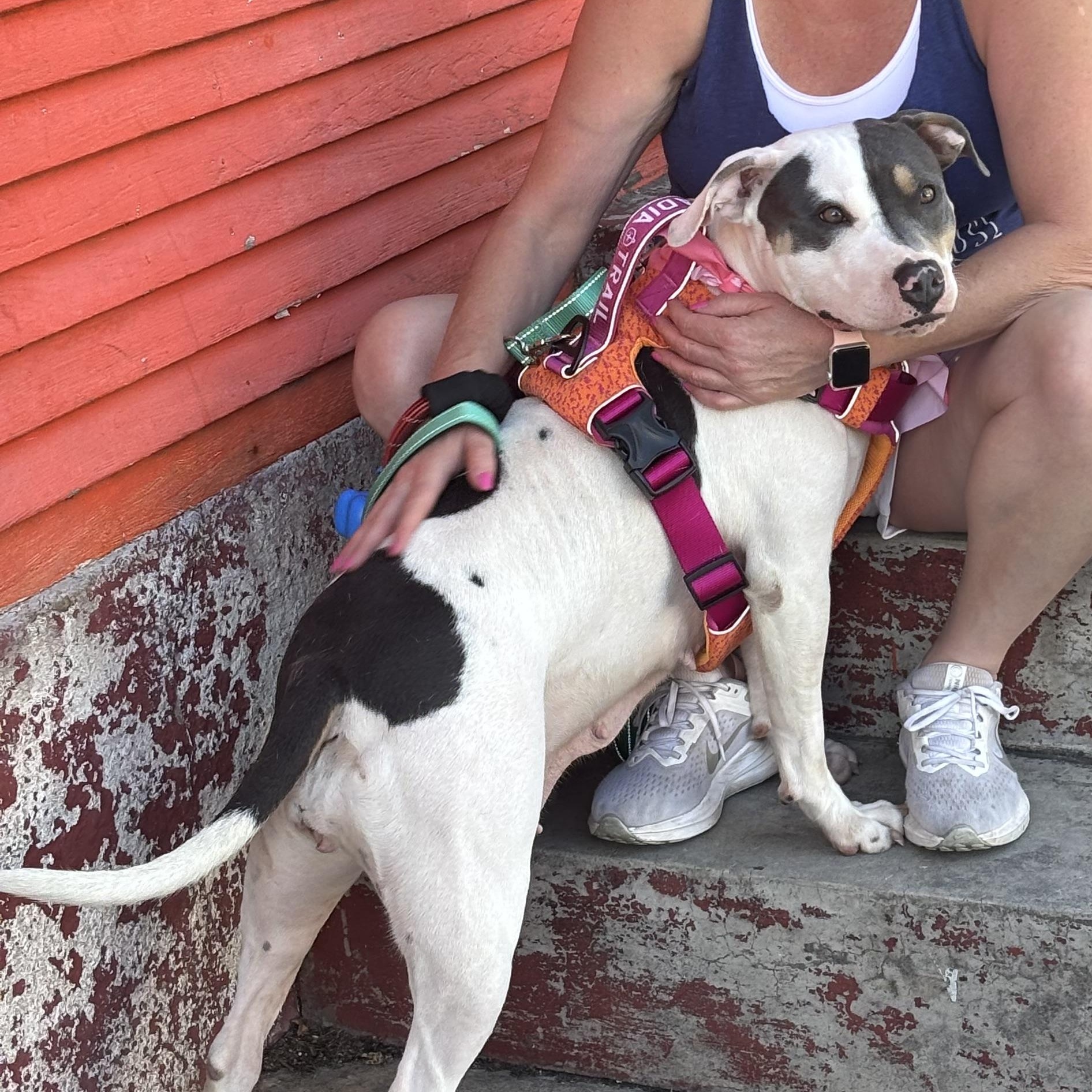 Enlarge Thea, a Adoptable mixed breed in New Orleans, LA image 3/6