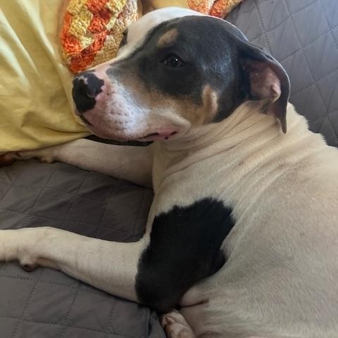 Enlarge Thea, a Adoptable mixed breed in New Orleans, LA image 6/6