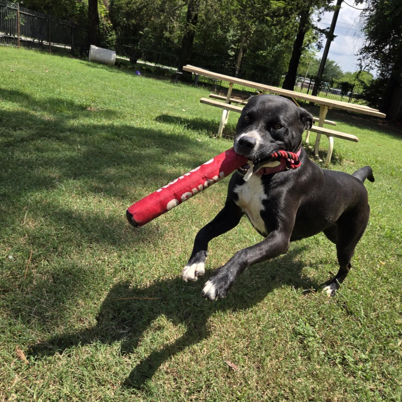 Enlarge Rosie, a Adoptable Mixed Breed image 1/4