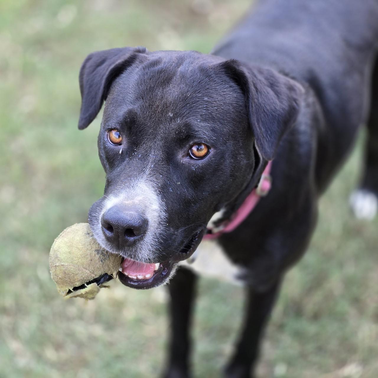 Enlarge Rosie, a Adoptable Mixed Breed image 4/4