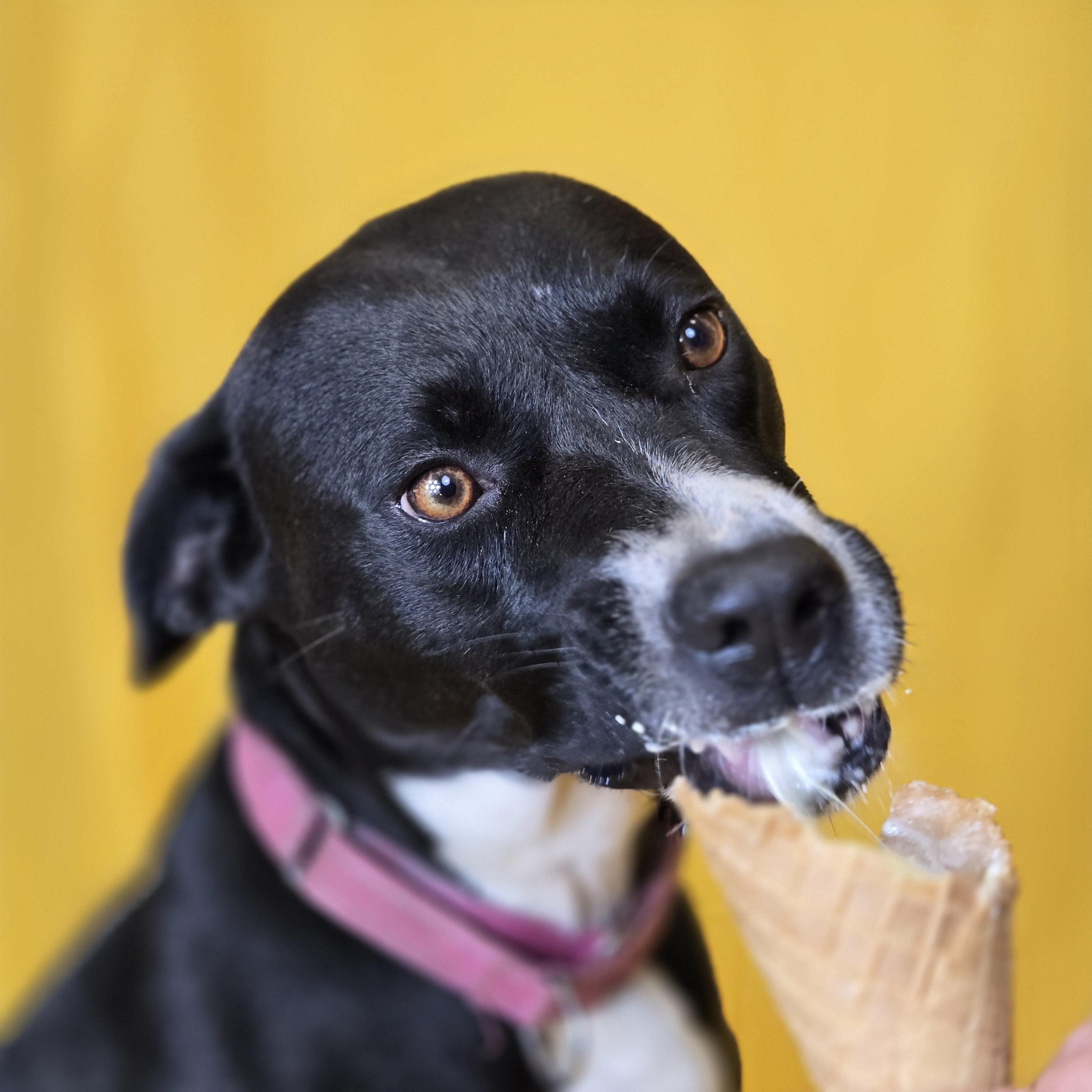 Enlarge Rosie, a Adoptable Mixed Breed image 2/4