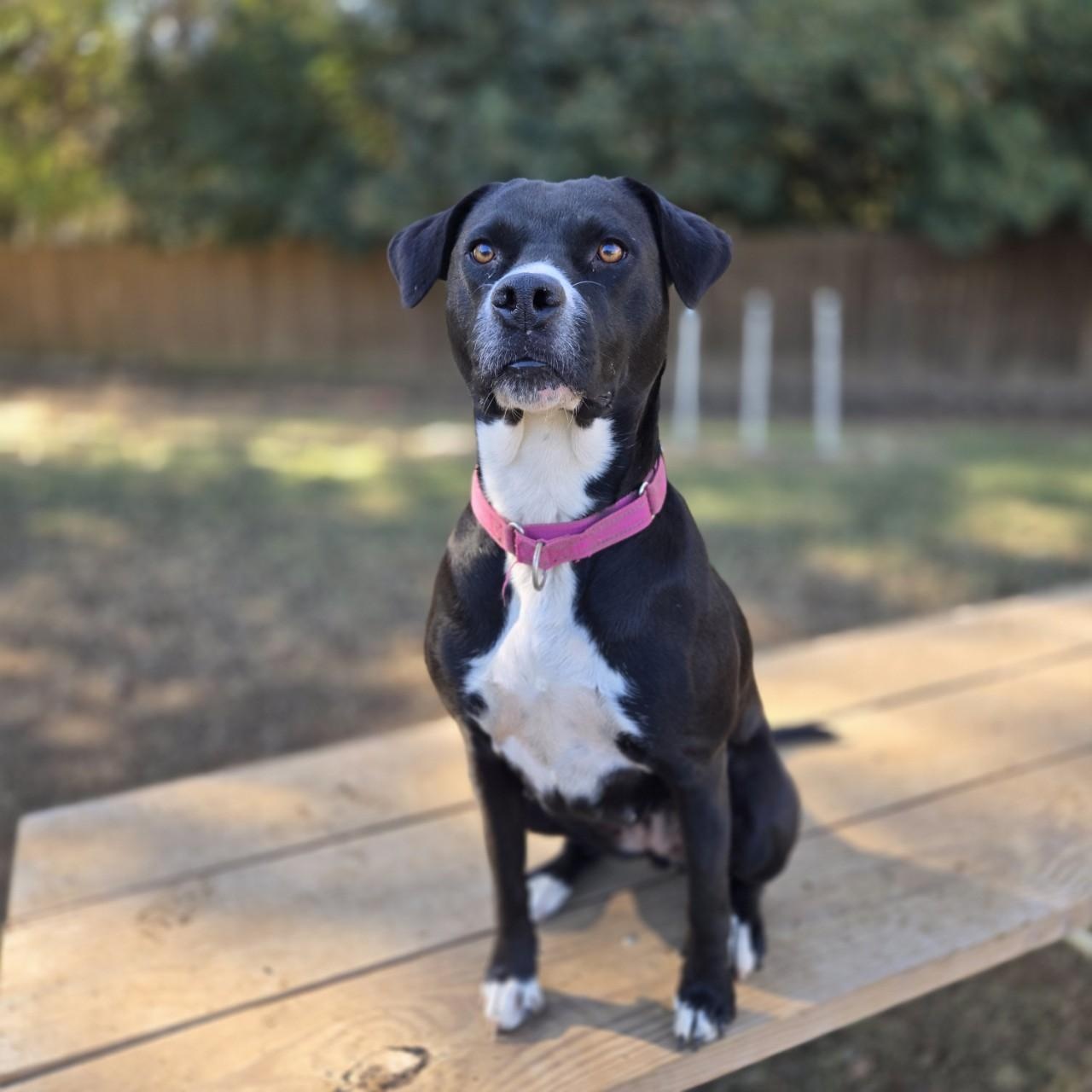 Enlarge Rosie, a Adoptable Mixed Breed image 3/4