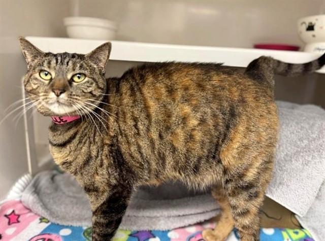 ISABELLE, Adoptable, Adult Female Domestic Short Hair.