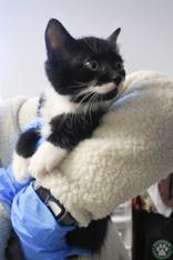 Sandy, an adopted Domestic Short Hair in Potsdam, NY image 2/2