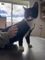 Sandy, adopted, Young Female Domestic Short Hair.