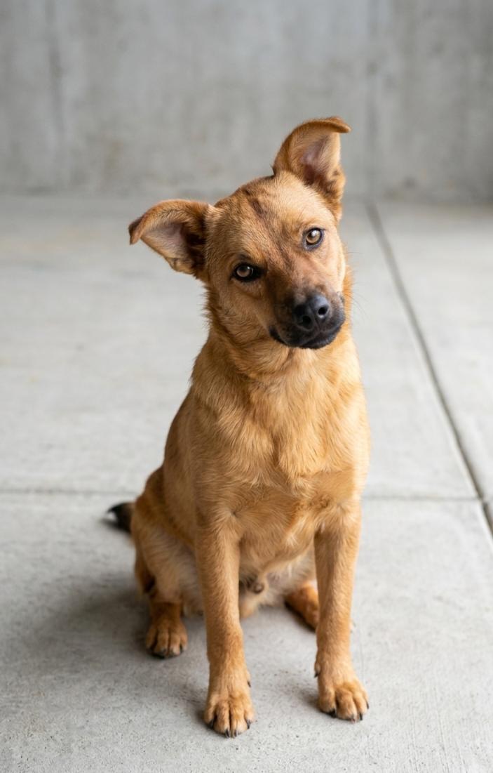 Enlarge **WOODY**, a Adoptable mixed breed in North Prairie, WI image 2/3