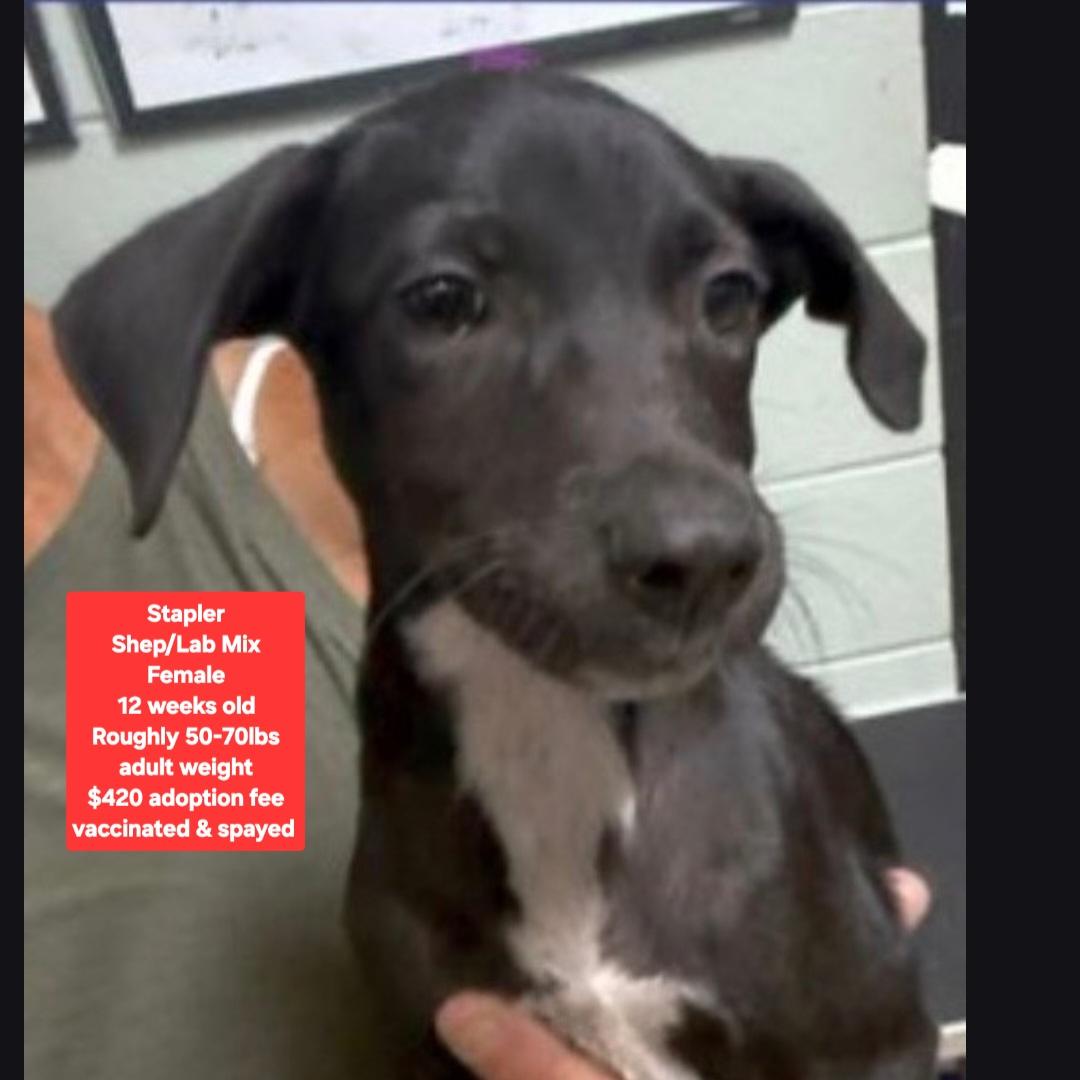 Stapler, Adoptable, Puppy Female Shepherd & Labrador Retriever.