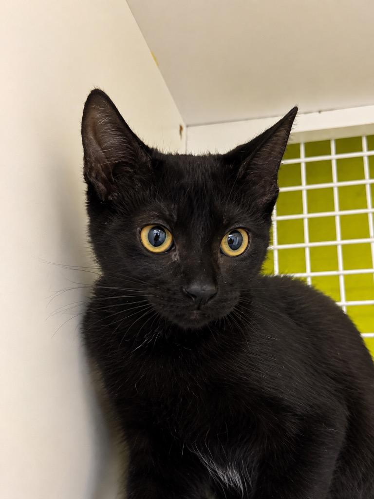 Enlarge Tallulah, a Adoptable Domestic Short Hair in Gorham, ME image 1/2