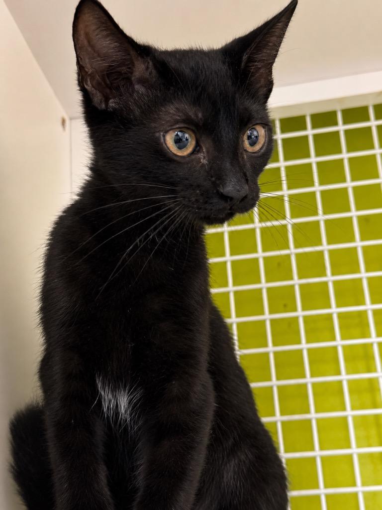 Enlarge Tallulah, a Adoptable Domestic Short Hair in Gorham, ME image 2/2