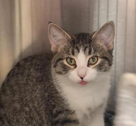 Ducky, ADOPTABLE, Young Female Domestic Short Hair.