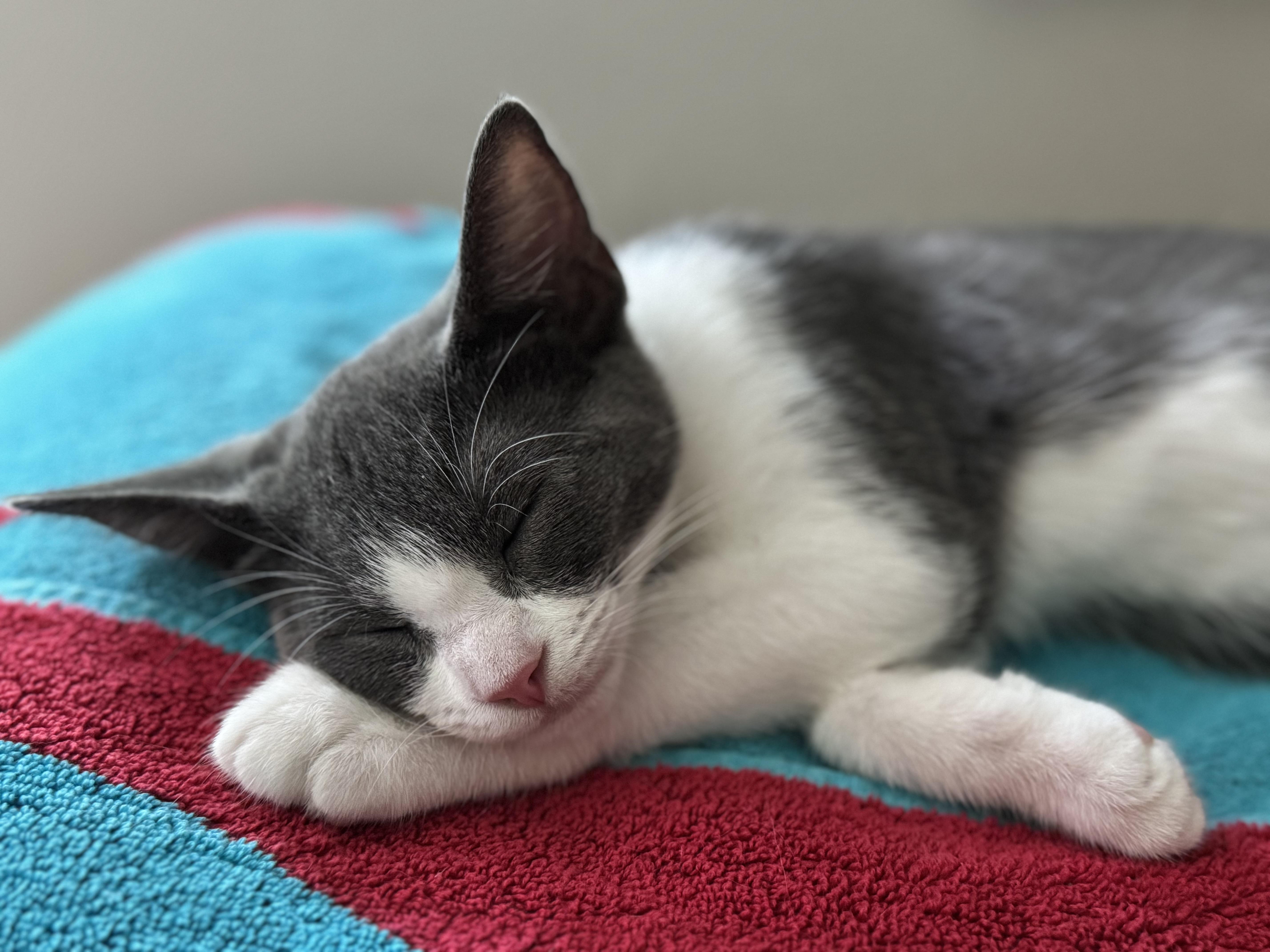 Cicada, Adoptable, Kitten Female Domestic Short Hair.