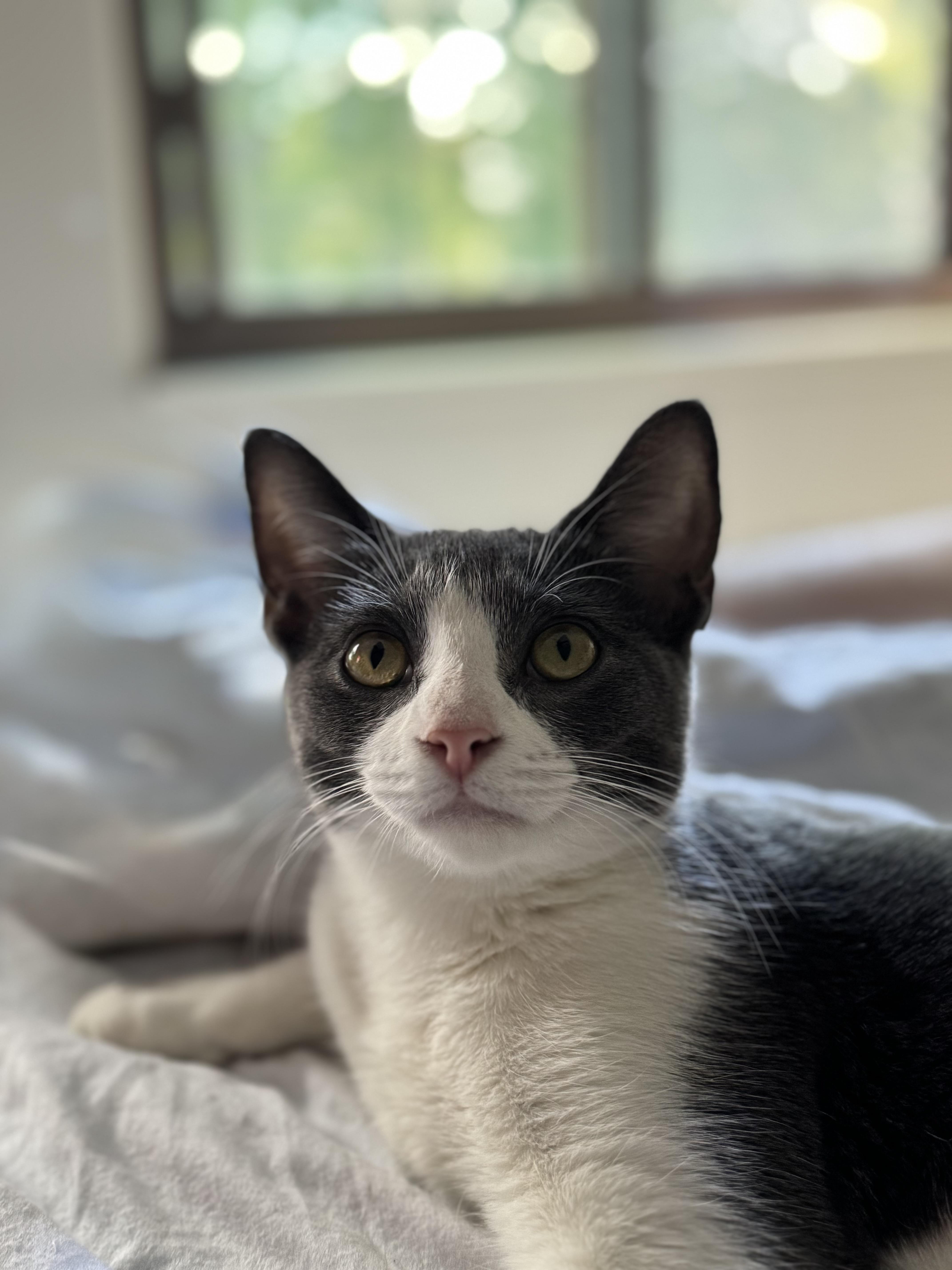 Cicada, a Adoptable Domestic Short Hair in Rochester Hills, MI image 2/3