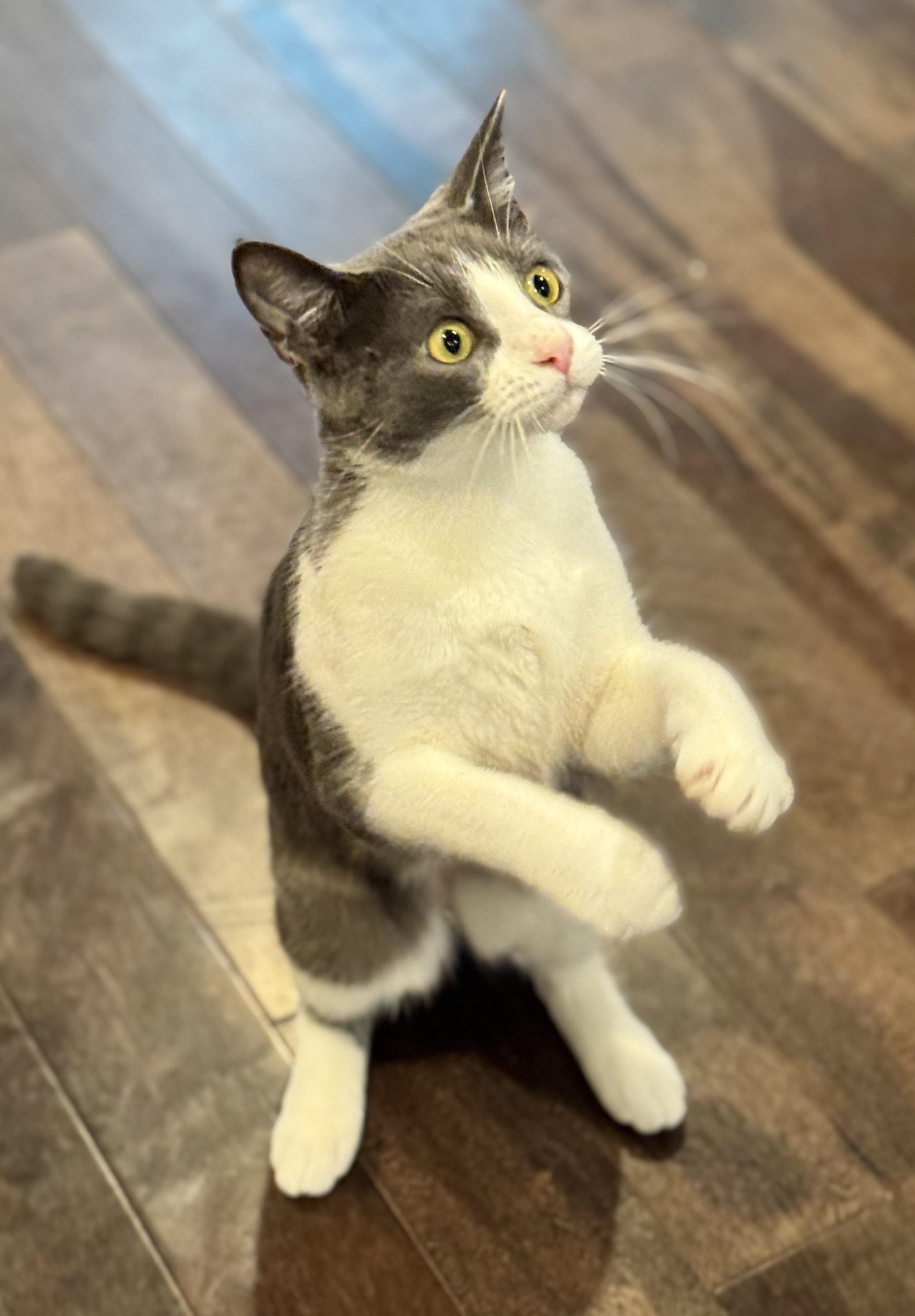 Cicada, a Adoptable Domestic Short Hair in Rochester Hills, MI image 3/3