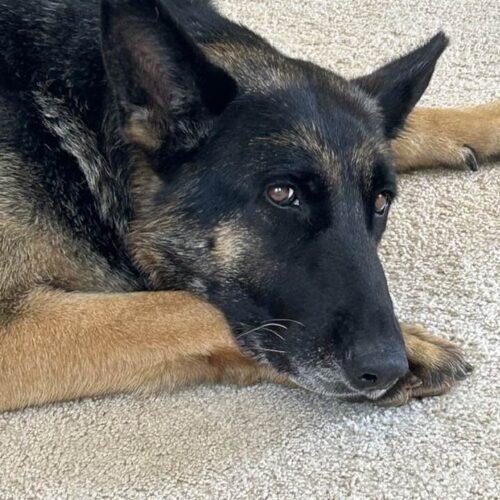 Enlarge Ginger, a Adoptable German Shepherd Dog in Raleigh, NC image 1/6