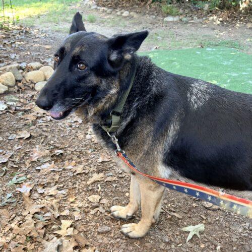 Enlarge Ginger, a Adoptable German Shepherd Dog in Raleigh, NC image 2/6