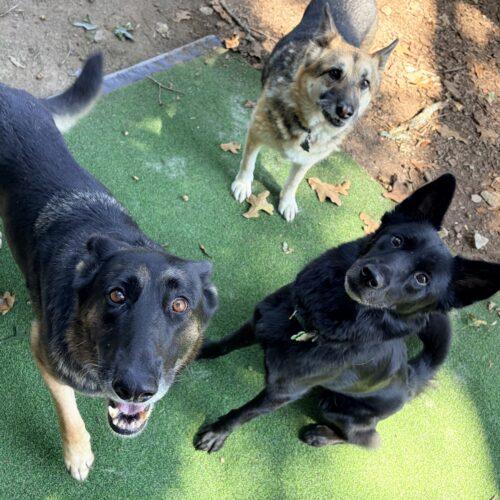Enlarge Ginger, a Adoptable German Shepherd Dog in Raleigh, NC image 3/6