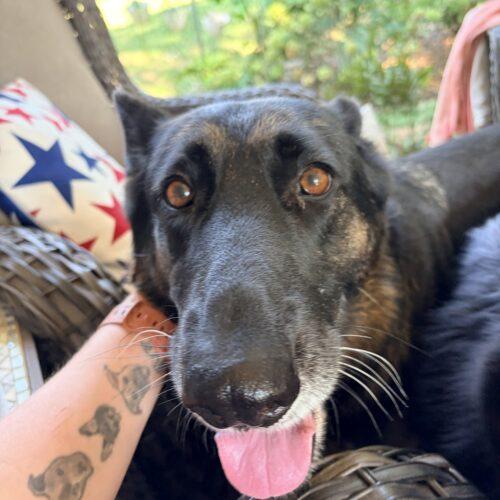 Enlarge Ginger, a Adoptable German Shepherd Dog in Raleigh, NC image 4/6