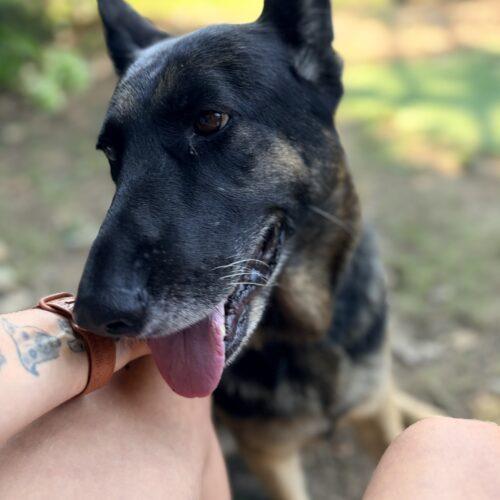 Enlarge Ginger, a Adoptable German Shepherd Dog in Raleigh, NC image 5/6