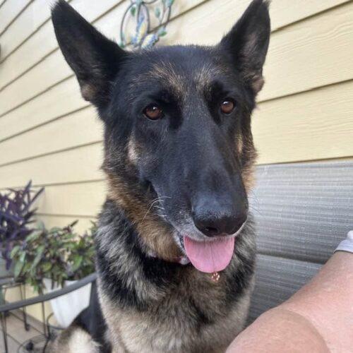 Enlarge Ginger, a Adoptable German Shepherd Dog in Raleigh, NC image 6/6