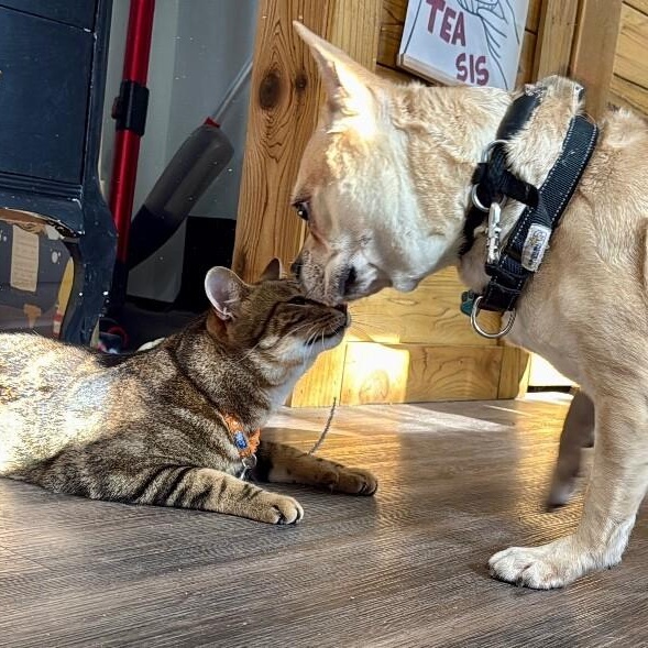 Pikachu Spark — thumbnail 5