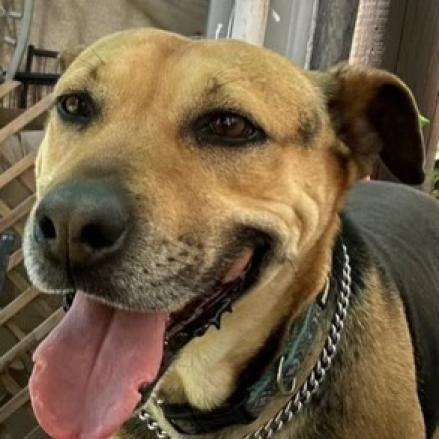 Charo, a Adoptable mixed breed in San Diego, CA image 1/6